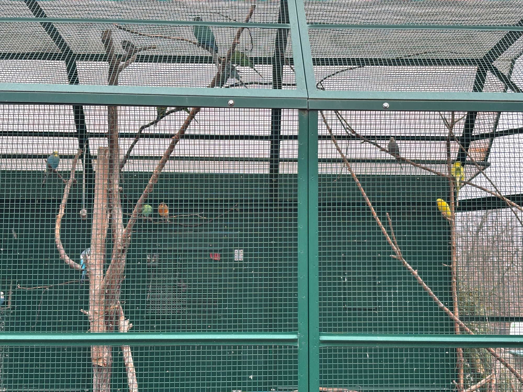 Picture of different kind of birds in a cag