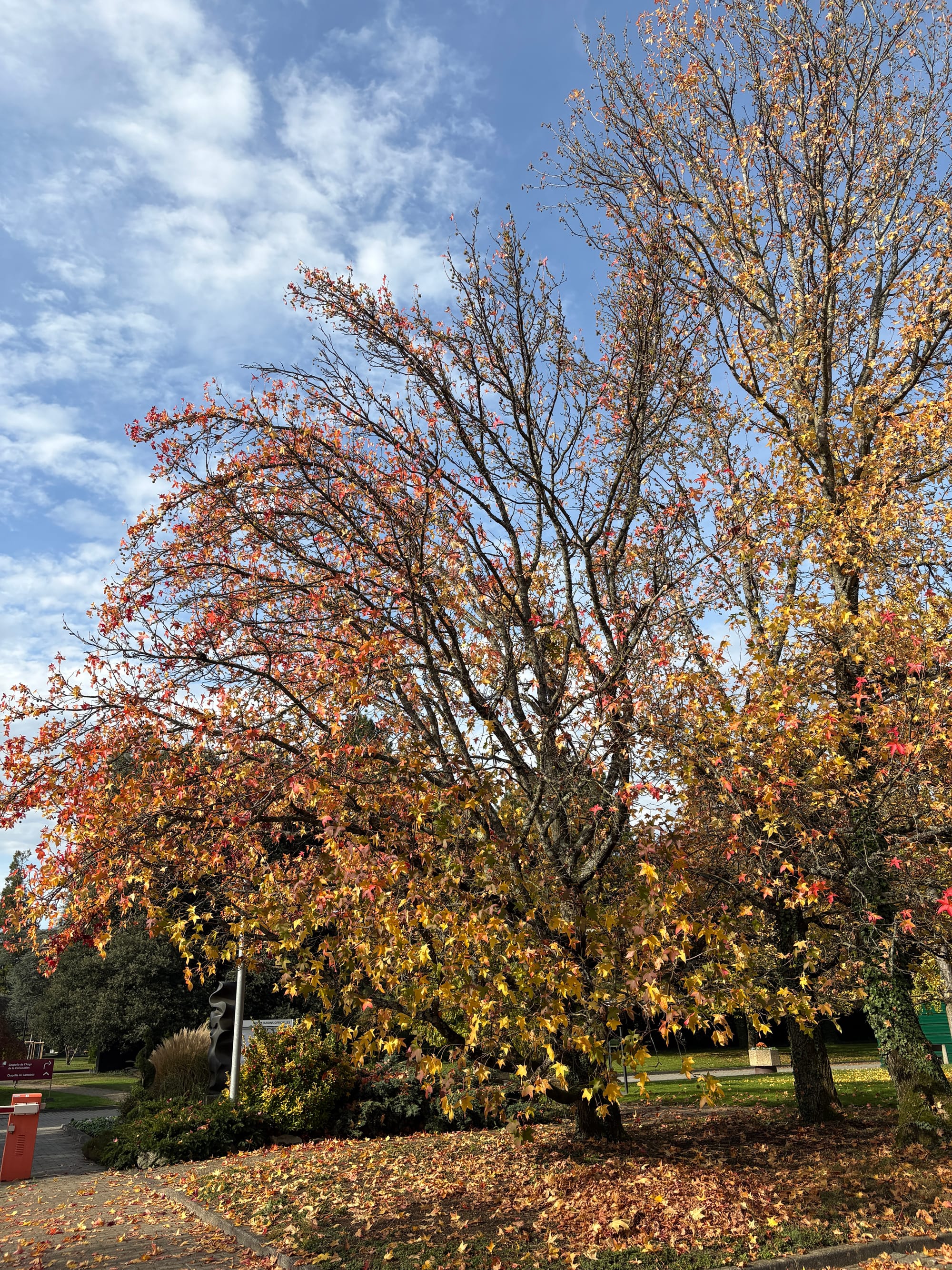 autumn leaves on the ground